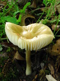 Hymenopellis megalospora image