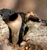 Urnula craterium image