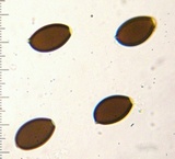 Parasola auricoma image