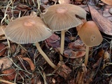 Parasola auricoma image