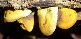 Hypholoma subviride image