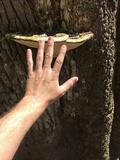 Rigidoporus ulmarius image