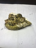Rigidoporus ulmarius image