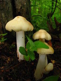 Hymenopellis megalospora image