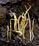Clavulinopsis fusiformis image