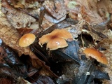 Rhizomarasmius pyrrhocephalus image