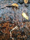 Rhizomarasmius pyrrhocephalus image