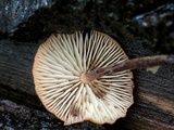 Rhizomarasmius pyrrhocephalus image