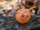 Rhizomarasmius pyrrhocephalus image