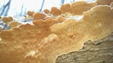Irpex lacteus image