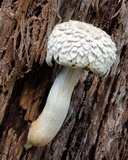 Boletellus dissiliens image