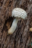 Boletellus dissiliens image