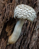 Boletellus dissiliens image