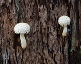 Boletellus dissiliens image