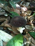 Tylopilus alboater image