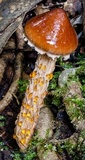 Austroboletus lacunosus image