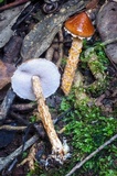 Austroboletus lacunosus image