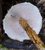 Austroboletus lacunosus image