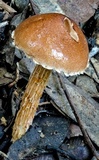 Austroboletus lacunosus image