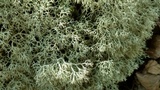 Cladonia subtenuis image