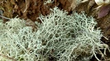 Cladonia subtenuis image