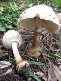 Chlorophyllum nothorhacodes image
