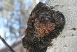 Diplodia tumefaciens image
