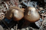 Entoloma vernum image