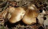 Entoloma vernum image