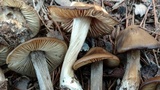 Entoloma vernum image