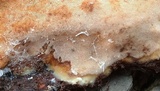 Rigidoporus crocatus image