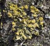 Oxneria fallax image