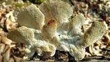 Trametes gibbosa image
