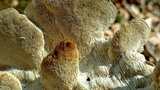 Trametes gibbosa image