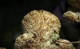 Trametes gibbosa image