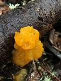 Naematelia aurantia image