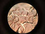 Cylindrobasidium evolvens image