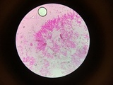Cylindrobasidium evolvens image