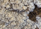 Hyphodermella corrugata image