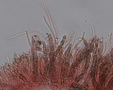 Hyphodermella corrugata image