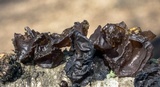 Exidia recisa image