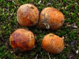 Zelleromyces cinnabarinus image