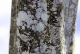 Lecanora thysanophora image