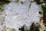 Pertusaria plittiana image