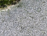Pertusaria plittiana image