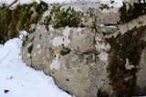 Pertusaria plittiana image