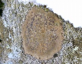 Porpidia albocaerulescens var. albocaerulescens image