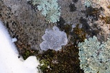Pertusaria plittiana image
