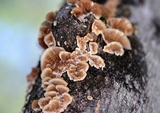 Trichaptum fuscoviolaceum image