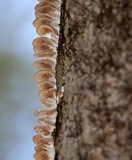 Trichaptum fuscoviolaceum image